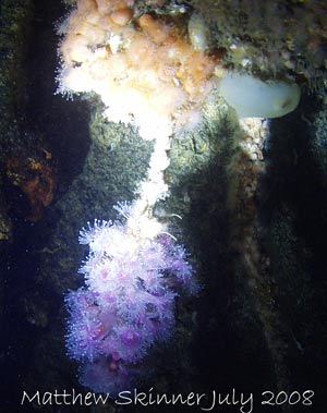 A Jeweled Anemone inside the wreck of the Tasman Hauler.