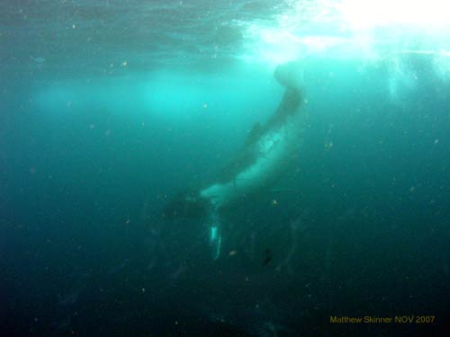 humpback whale calf.