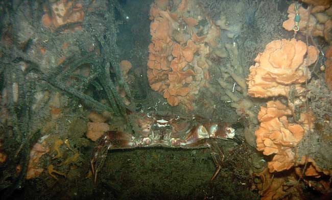 Soft Coral under pier with a crab.
