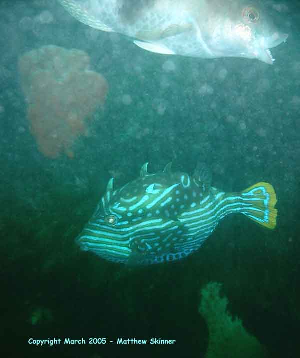 Cow Fish and wrasse.