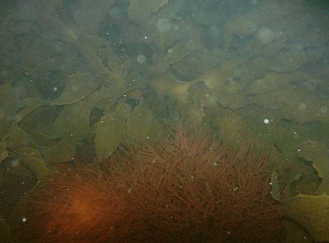 Quiet corners bottom, kelp and weed over unbroken reef.