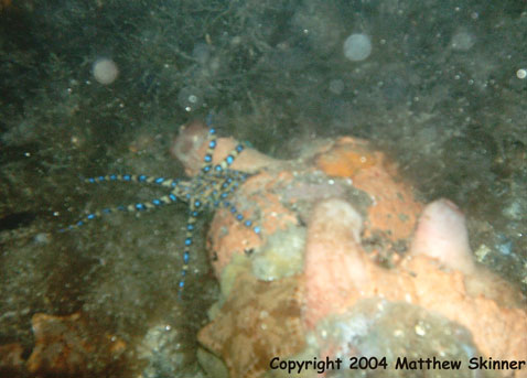 Blue Ring Octopus in the optopus's garden.