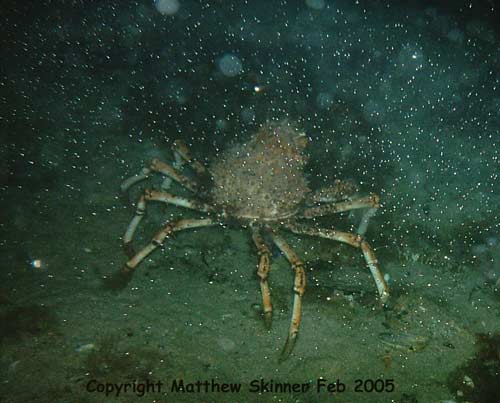[Image: Spider-Crab.jpg]